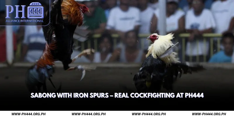 Sabong with Iron Spurs