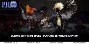 Sabong with Knife Spurs